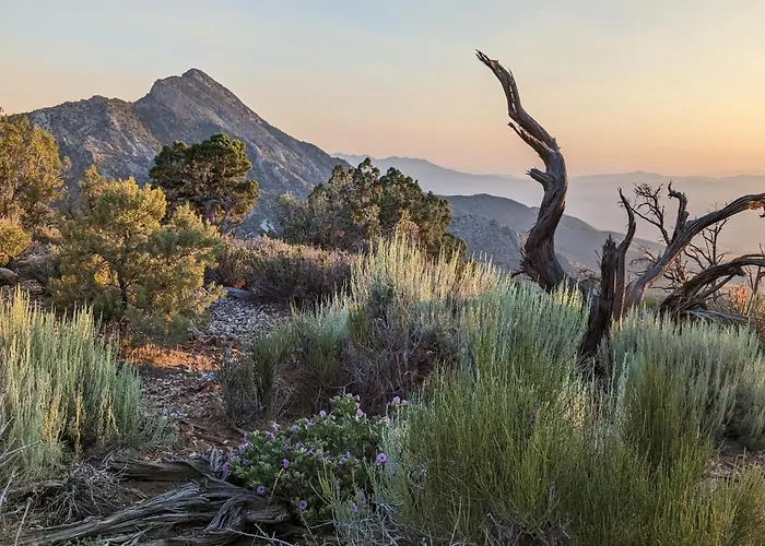 Wild Sage Camp