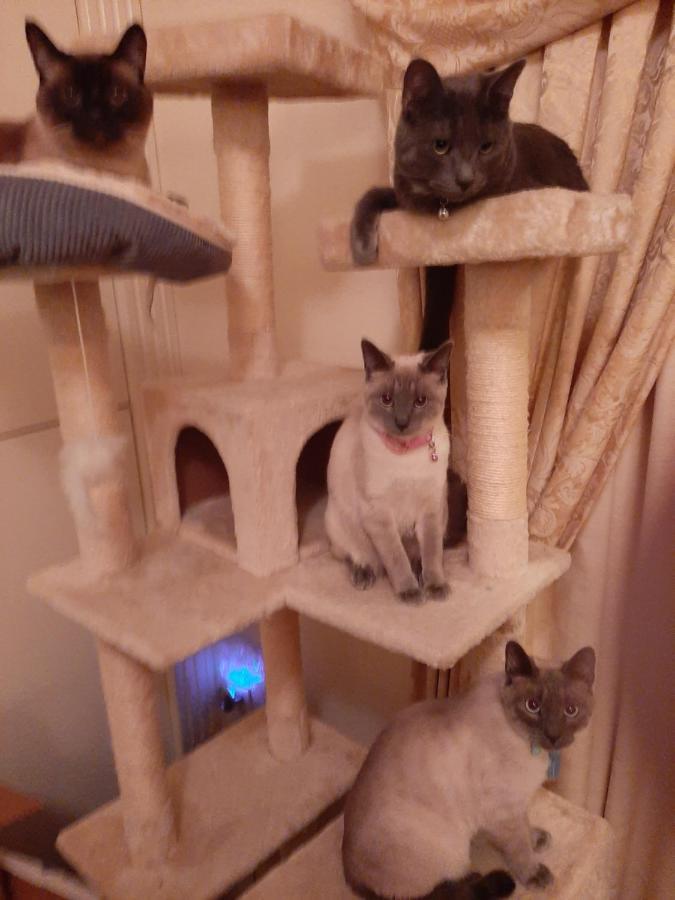 Catmosphere 2 Las Vegas