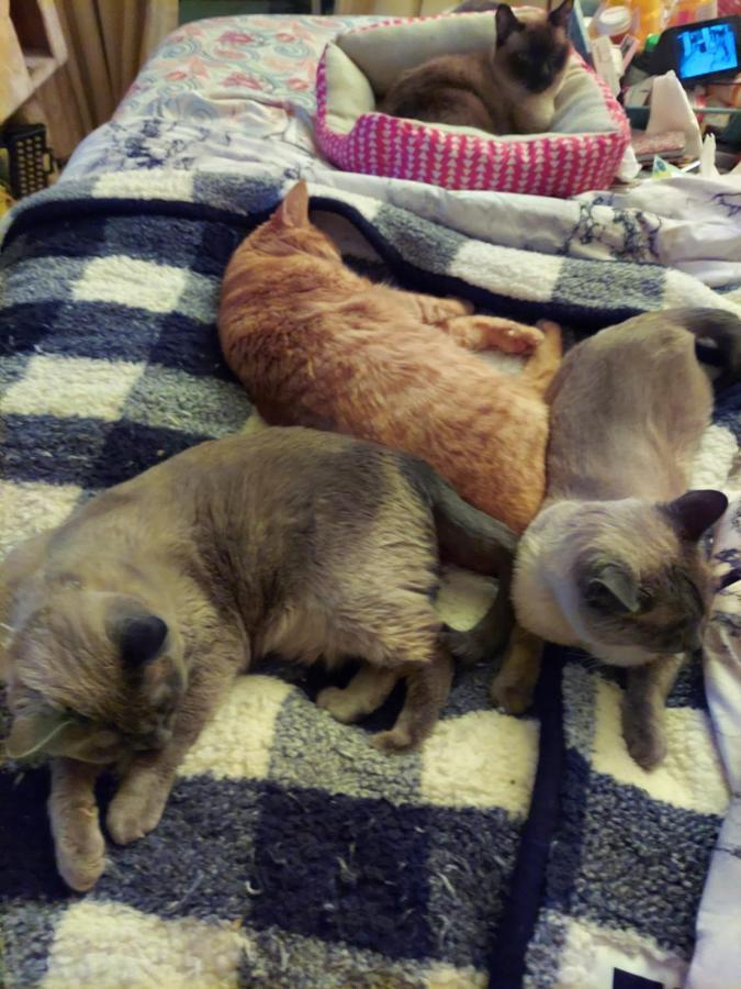 Catmosphere 2 * Las Vegas