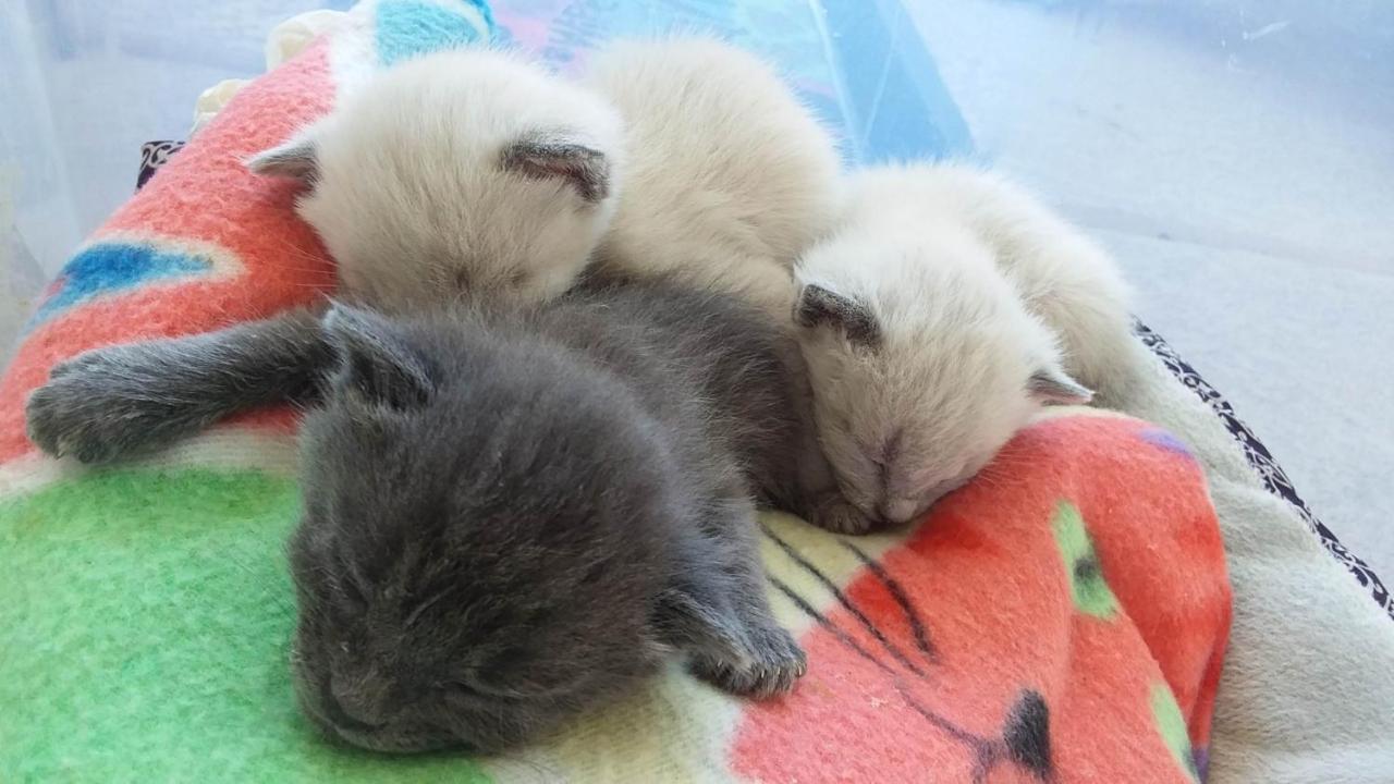 Catmosphere 2